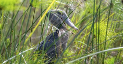 Shoebill (Balaeniceps rex) in the swamps of Mabamba between Papyrus, Lake Victoria, Uganda