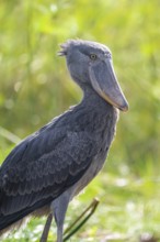 Shoebill (Balaeniceps rex) in the swamps of Mabamba, Lake Victoria, Uganda