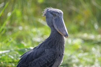 Shoebill (Balaeniceps rex) in the swamps of Mabamba, Lake Victoria, Uganda