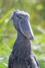 Animal portrait, Shoebill (Balaeniceps rex) in the swamps of Mabamba, Lake Victoria, Uganda