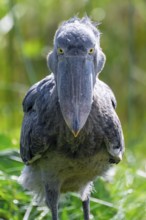 Serious animal portrait, shoebill (Balaeniceps rex) in the swamps of Mabamba, Lake Victoria, Uganda