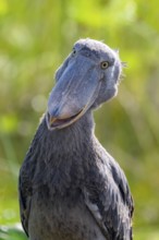 Funny animal portrait, shoebill (Balaeniceps rex) in the swamps of Mabamba, Lake Victoria, Uganda