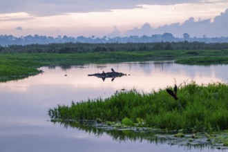 Birds in the swamp, reflection in the water, morning mood, Mabamba Swamp, Lake Victoria, Uganda