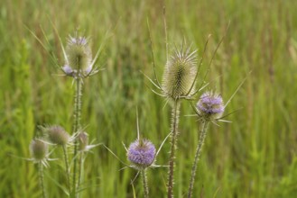Wild teasel against a green background, blurred grasses, Dipsacus fullonum, Ruhr area, North