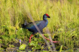 Emerald partridge (Porphyrio madagascariensis), walking on water lily pads, foraging, Mabamba