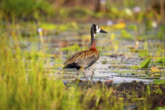 Widow-whistling Goose (Dendrocygna viduata), Mabamba Swamp, Lake Victoria, Uganda