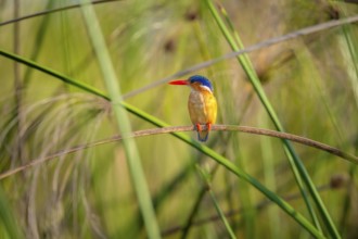 Crested Pygmy Kingfisher (Corythornis scalloped ribbonfish), bird sitting on a reed leaf, Mabamba