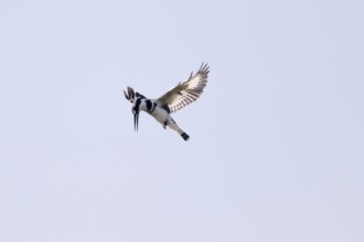 Grey Kingfisher (Ceryle rudis), in flight, Mabamba Swamp, Lake Victoria, Uganda