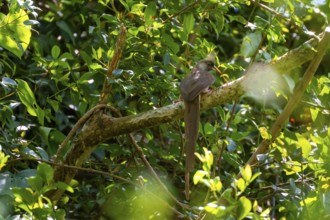 Brown-winged Mousebird (Colius striatus) sitting on a branch, Nkima Forest, Uganda