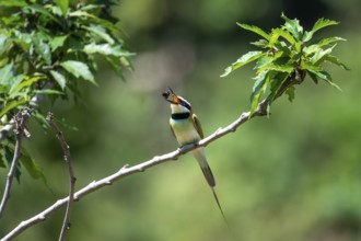 White-throated Bee-eater (Merops albicollis), with insect in its beak, Nkima Forest, Uganda