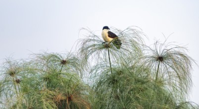 Blue-headed cuckoo (Centropus monachus), sitting on a papyrus, Mabamba Swamp, Lake Victoria, Uganda