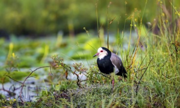 Long-toed Lapwing (Vanellus crassirostris), bird on the shore, Mabamba Swamp, Lake Victoria, Uganda