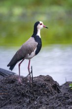 Long-toed Lapwing (Vanellus crassirostris), bird on the shore, Mabamba Swamp, Lake Victoria, Uganda