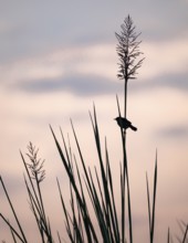 Swamp flycatcher (Muscicapa aquatica), silhouette, bird sitting on reeds, morning mood, Mabamba