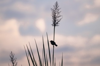 Swamp flycatcher (Muscicapa aquatica), silhouette, bird sitting on reeds, morning mood, Mabamba