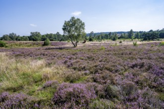 Blooming heathland, heather and juniper bushes, Lüneburg Heath nature reserve, Lower Saxony,