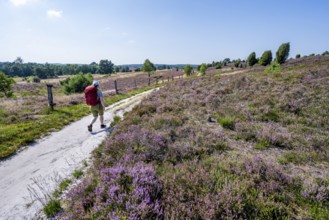 Hiker on a path through flowering heathland, heather and juniper bushes, Lüneburg Heath nature