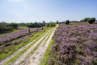 Path through flowering heathland, heather and juniper bushes, Lüneburg Heath nature reserve, Lower