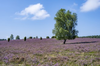 Purple flowering heath, broom heather and juniper bushes, Wilsede, Lüneburg Heath nature reserve,