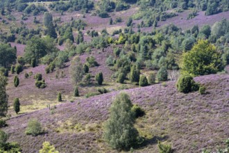 Purple flowering heath, broom heather and juniper bushes, in Totengrund, Wilsede, Lüneburg Heath