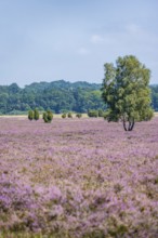 Purple flowering heath, broom heather and juniper bushes, Wilsede, Lüneburg Heath nature reserve,