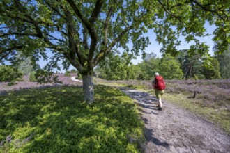 Hiker on a hiking trail with an oak tree, purple flowering heather, broom heather and juniper