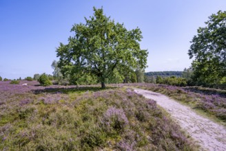 Purple flowering heath, broom heather and oak, Wilsede, Lüneburg Heath nature reserve, Lower