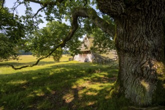 Old oak tree and historic sheepfold, Wilsede, Lüneburg Heath nature reserve, Lower Saxony, Germany