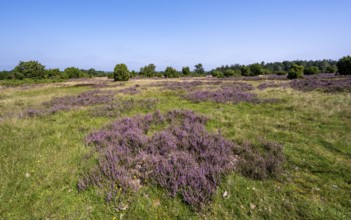 Purple flowering heath, heather and juniper bushes, Lüneburg Heath nature reserve, Lower Saxony,