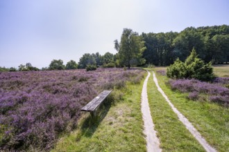 Path and bench, purple flowering heath, heather and juniper bushes, Lüneburg Heath nature reserve,