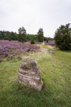 Signpost on a stone, purple flowering heather, broom heather and juniper bushes, Lüneburg Heath