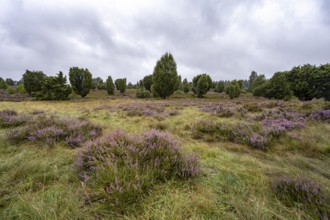 Purple flowering heath, broom heather and juniper bushes, Lüneburg Heath nature reserve, Lower