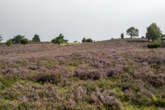 Purple flowering heath, broom heather and juniper bushes, Wilseder Berg, Lüneburg Heath nature