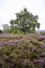 Purple flowering heather, broom heather and oak, Lüneburg Heath nature reserve, Lower Saxony,