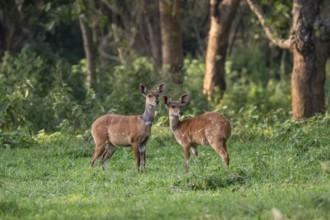 Two females, southern black rhino (Tragelaphus sylvaticus), Ziwa Rhino Sanctuary, Uganda