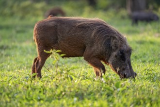 Warthog (Phacochoerus Africanus), Ziwa Rhino Sanctuary, Uganda