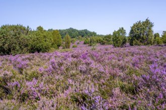 Purple flowering heath, heather and juniper bushes, Lüneburg Heath nature reserve, Lower Saxony,