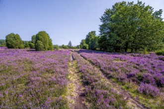 Path through purple flowering heath, heather and juniper bushes, Lüneburg Heath nature reserve,
