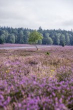 Purple flowering heath, heather and juniper bushes, Lüneburg Heath nature reserve, Lower Saxony,