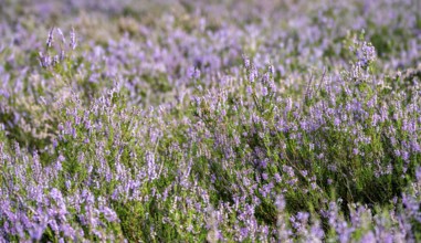 Heather, purple flowering heather (Calluna vulgaris), Lüneburg Heath nature reserve, Lower Saxony,