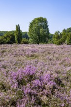 Purple flowering heath, broom heather and juniper bushes, in Totengrund, Wilsede Lüneburg Heath