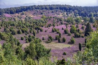 Purple flowering heath, broom heather and juniper bushes, in Totengrund, Wilsede Lüneburg Heath