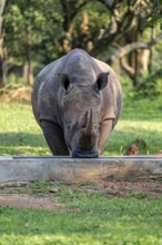 Southern white rhinoceros (Ceratotherium simum simum), Ziwa Rhino Sanctuary, Uganda