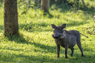 Warthog (Phacochoerus), Ziwa Rhino Sanctuary, Uganda