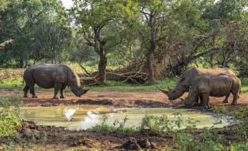 Three animals at a waterhole, Southern white rhinoceros (Ceratotherium simum simum), Ziwa Rhino