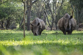 Two animals, Southern white rhinoceros (Ceratotherium simum simum), Ziwa Rhino Sanctuary, Uganda