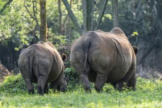 Two animals from behind, Southern white rhinoceros (Ceratotherium simum simum), Ziwa Rhino