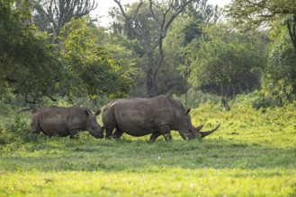 Two Southern white rhinoceros (Ceratotherium simum simum), Ziwa Rhino Sanctuary, Uganda
