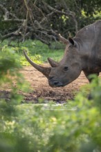 Animal at waterhole, Southern white rhinoceros (Ceratotherium simum simum), Ziwa Rhino Sanctuary,