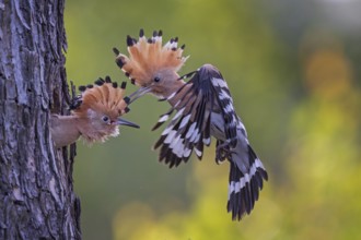 Hoopoe (Upupa epops) Bird of the Year 2022, male with food, prey, foraging, food for the young
